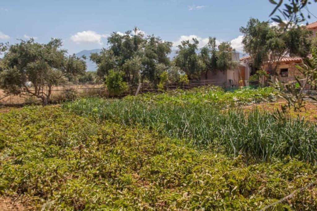 Olive Tree Farm 200M From The Beach Episkopi-Chania Exteriör bild