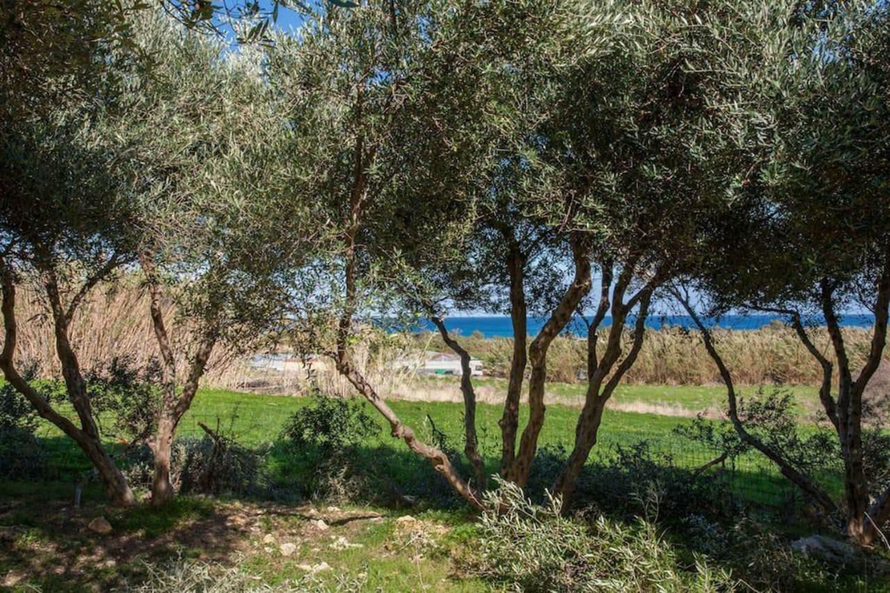 Olive Tree Farm 200M From The Beach Episkopi-Chania Exteriör bild