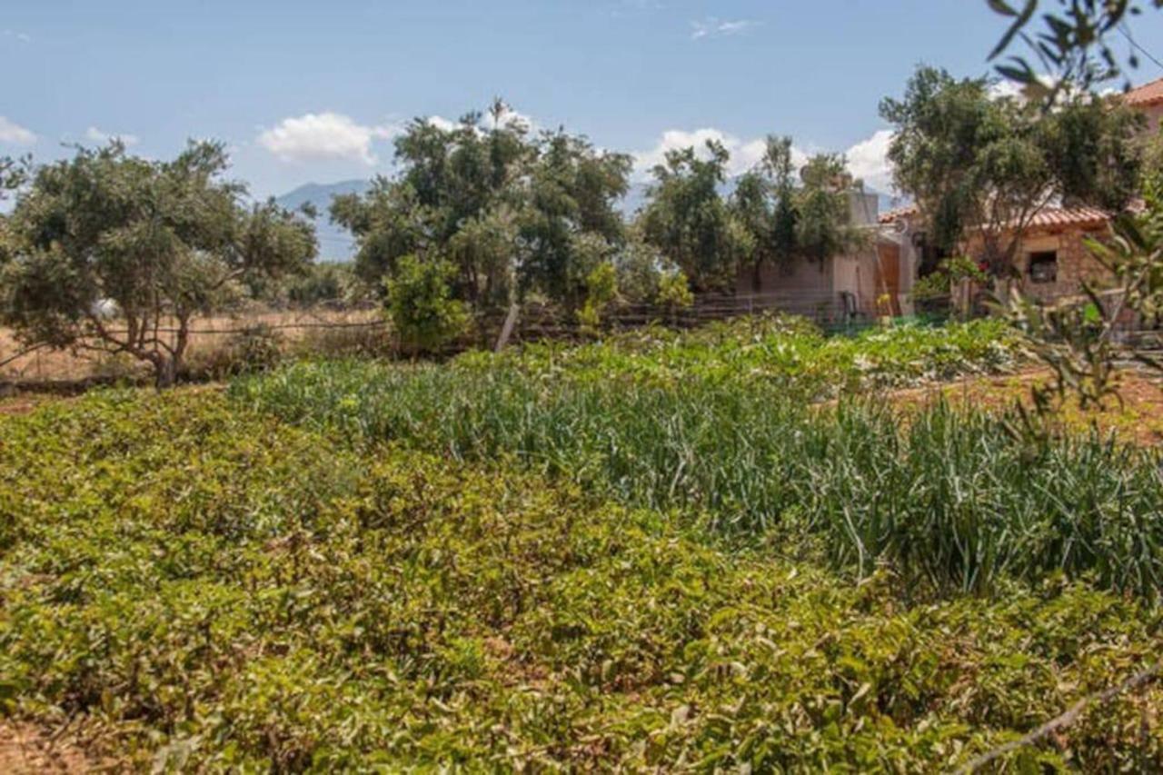 Olive Tree Farm 200M From The Beach Episkopi-Chania Exteriör bild