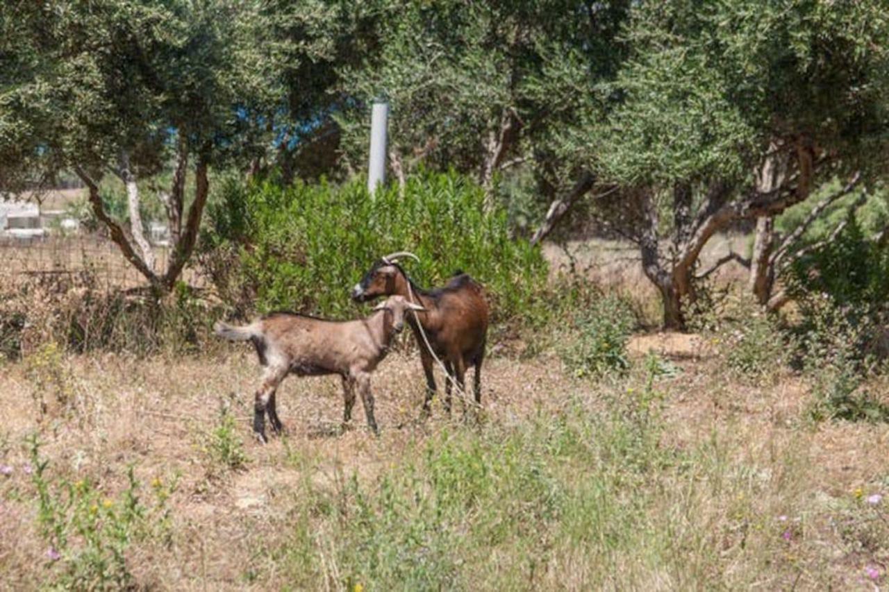 Olive Tree Farm 200M From The Beach Episkopi-Chania Exteriör bild