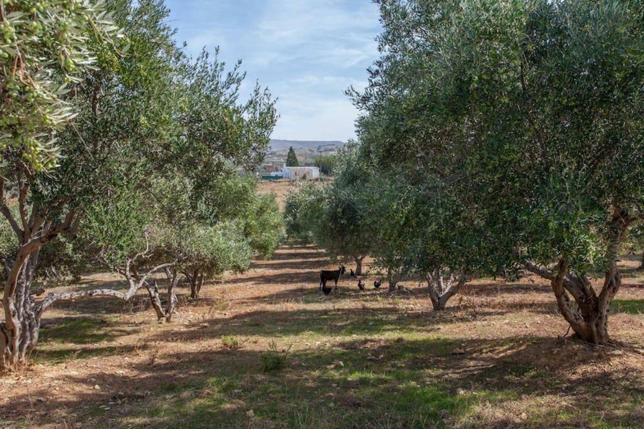 Olive Tree Farm 200M From The Beach Episkopi-Chania Exteriör bild